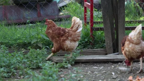 Many red chickens on a summer day in the village Video stock 323332015