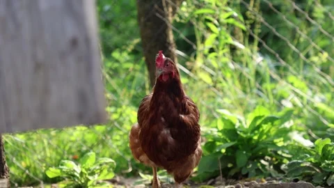 Many red chickens on a summer day in the village 스톡 동영상 323332029