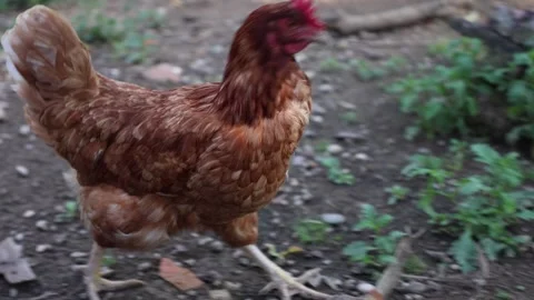 Many red chickens on a summer day in the village Stock Footage 323332031