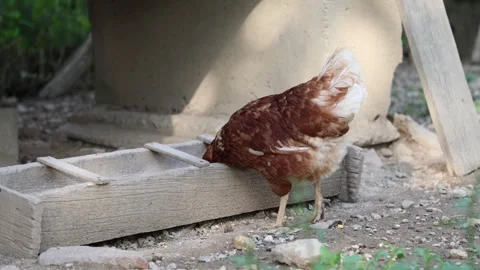 Many red chickens on a summer day in the village Stock Footage 323332032
