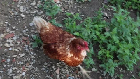 Many red chickens on a summer day in the village Stock Footage 323332033