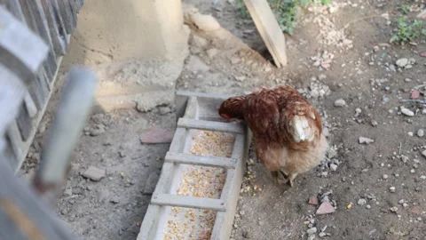 Many red chickens on a summer day in the village Stock Footage 323332034