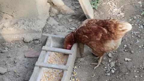 Many red chickens on a summer day in the village Video stock 323332043