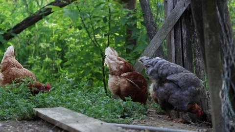 Many red chickens on a summer day in the village Stock Footage 323332044