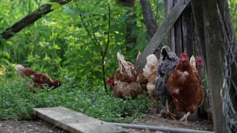 Many red chickens on a summer day in the village Stock Footage 323332045