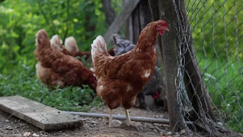 Many red chickens on a summer day in the village Stock Footage 323332046