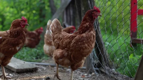 Many red chickens on a summer day in the village Stock Footage 323332047