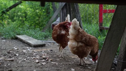 Many red chickens on a summer day in the village Video stock 323332062