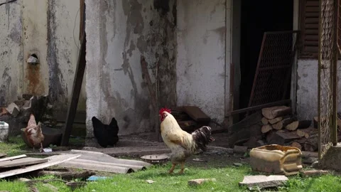 Many red chickens on a summer day in the village Stock Footage 323332063