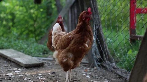 Many red chickens on a summer day in the village Stock Footage 323332064