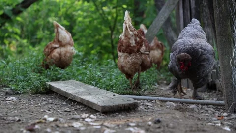 Many red chickens on a summer day in the village Stock Footage 323332065