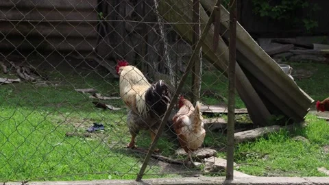Many red chickens on a summer day in the village Video stock 323332066