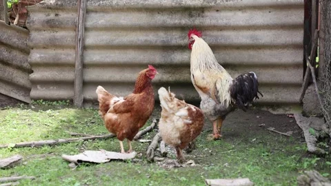 Many red chickens on a summer day in the village Stock Footage 323332077