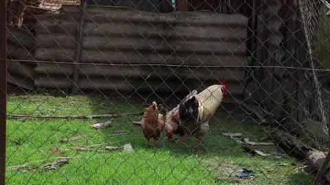 Many red chickens on a summer day in the village Stock Footage 323332078