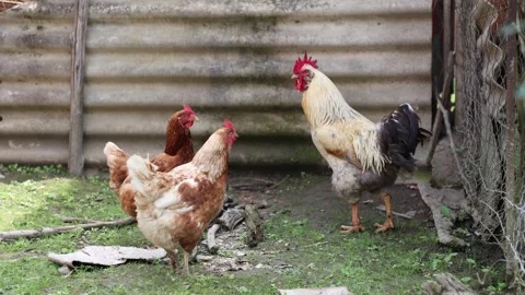 Many red chickens on a summer day in the village Stock Footage 323332079