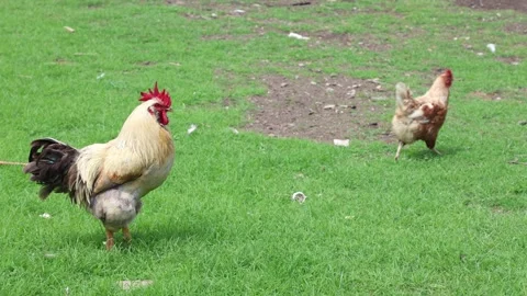 Many red chickens on a summer day in the village Stock Footage 323332082