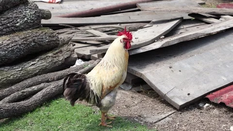 Many red chickens on a summer day in the village Stock Footage 323332101