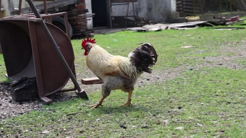Many red chickens on a summer day in the village Stock Footage 323332102