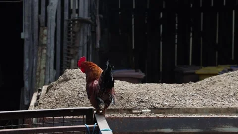 Many red chickens on a summer day in the village Stock Footage 323332103