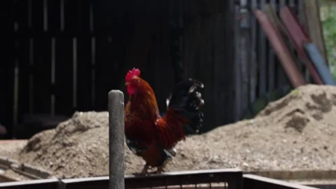 Many red chickens on a summer day in the village Video stock 323332104