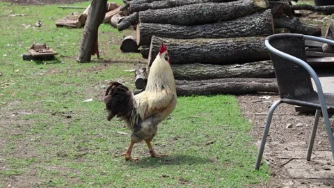 Many red chickens on a summer day in the village Stock Footage 323332122