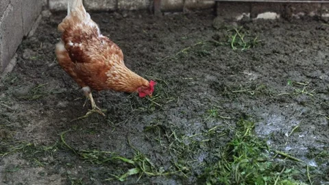 Many red chickens on a summer day in the village Stock Footage 323332140