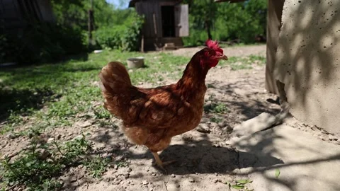 Many red chickens on a summer day in the village Stock Footage 323332142