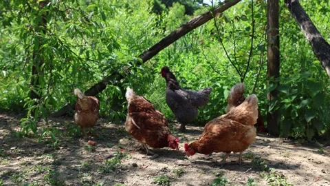 Many red chickens on a summer day in the village Stock Footage 323332162