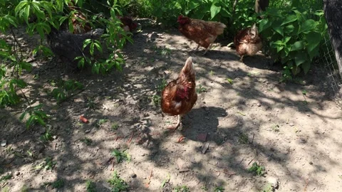 Many red chickens on a summer day in the village Stock Footage 323332165