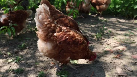 Many red chickens on a summer day in the village Stock Footage 323332167