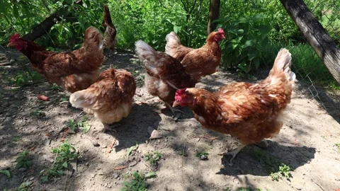 Many red chickens on a summer day in the village Video stock 323332168