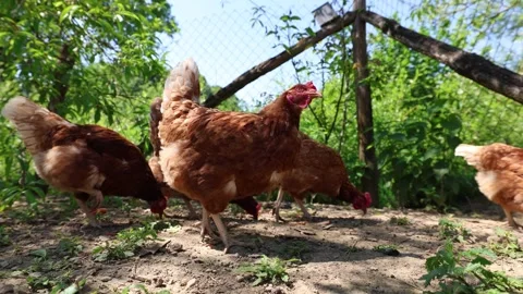 Many red chickens on a summer day in the village Stock Footage 323332181