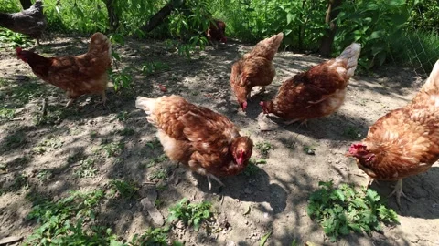 Many red chickens on a summer day in the village Stock Footage 323332182