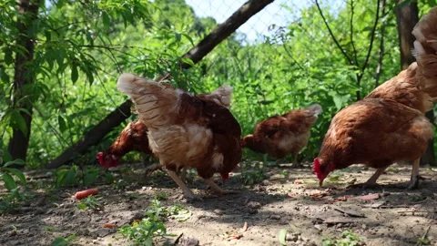 Many red chickens on a summer day in the village Stock Footage 323332183