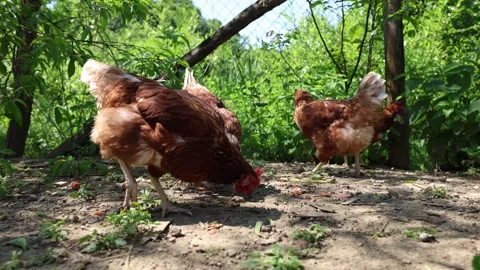 Many red chickens on a summer day in the village Video stock 323332184