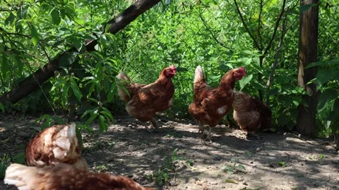 Many red chickens on a summer day in the village 스톡 동영상 323332212