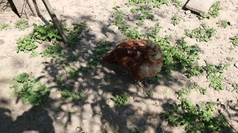 Many red chickens on a summer day in the village Video stock 323332213