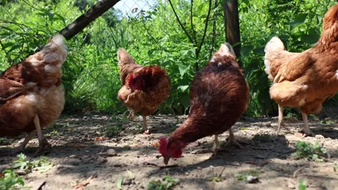 Many red chickens on a summer day in the village Stock Footage 323332214