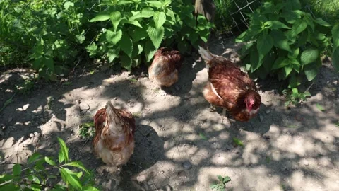 Many red chickens on a summer day in the village Stock Footage 323332215