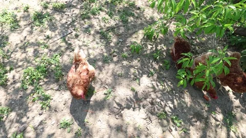 Many red chickens on a summer day in the village Stock Footage 323332226