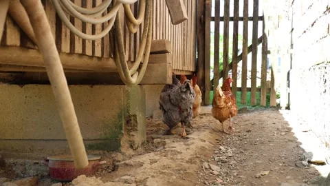 Many red chickens on a summer day in the village Stock Footage 323332228