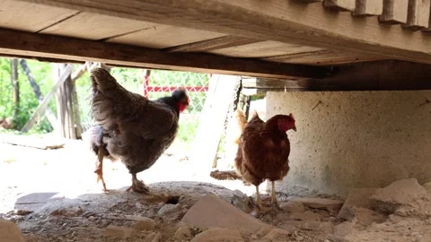 Many red chickens on a summer day in the village Video stock 323332229