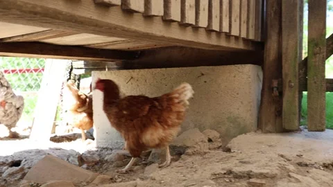 Many red chickens on a summer day in the village Video stock 323332245