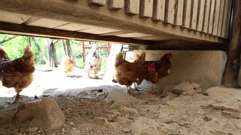 Many red chickens on a summer day in the village Stock Footage 323332246
