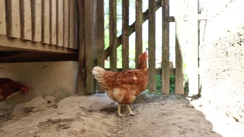 Many red chickens on a summer day in the village Video stock 323332249
