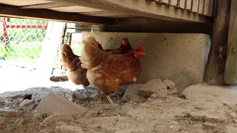 Many red chickens on a summer day in the village Stock Footage 323332250