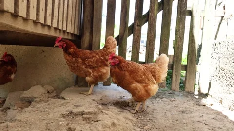 Many red chickens on a summer day in the village Video stock 323332268