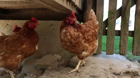 Many red chickens on a summer day in the village Video stock 323332269