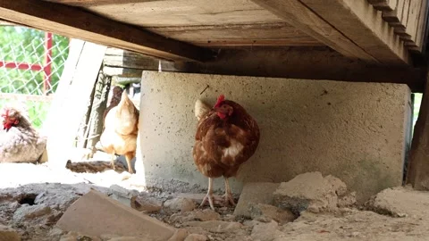 Many red chickens on a summer day in the village Stock Footage 323332271