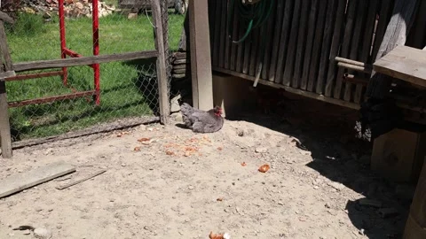 Many red chickens on a summer day in the village Stock Footage 323332272